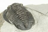Proetid (Diademaproetus) Trilobite - Morocco #204499-4